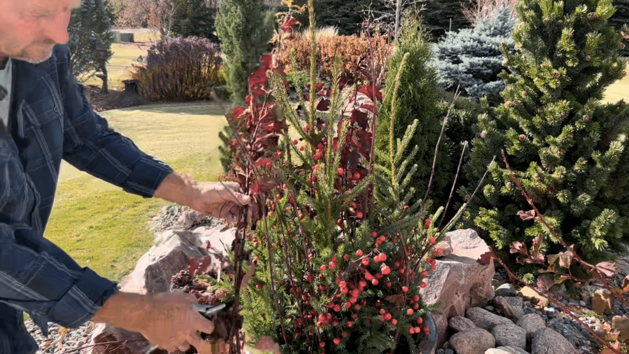 Refresh Your Annual Pots With Tree Toppers/Spruce Tips And Other "Brush" Accents