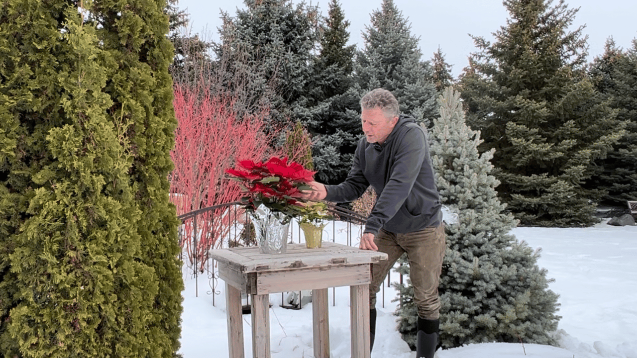 Don't Miss These Shots: Beautiful Photos of Red, White, and Pink Poinsettias. In a Winter Setting?