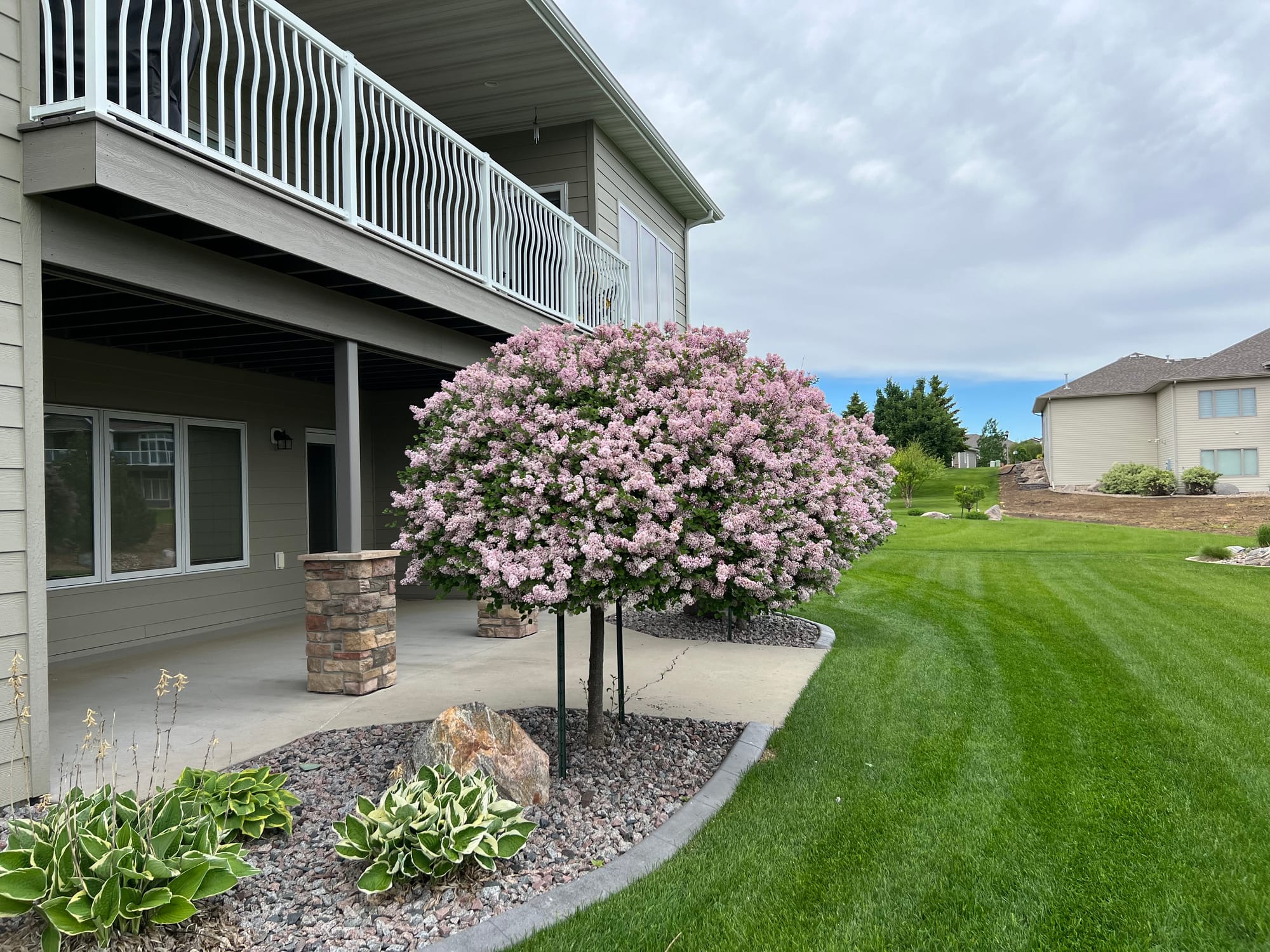 Dwarf Korean Lilac On Standard