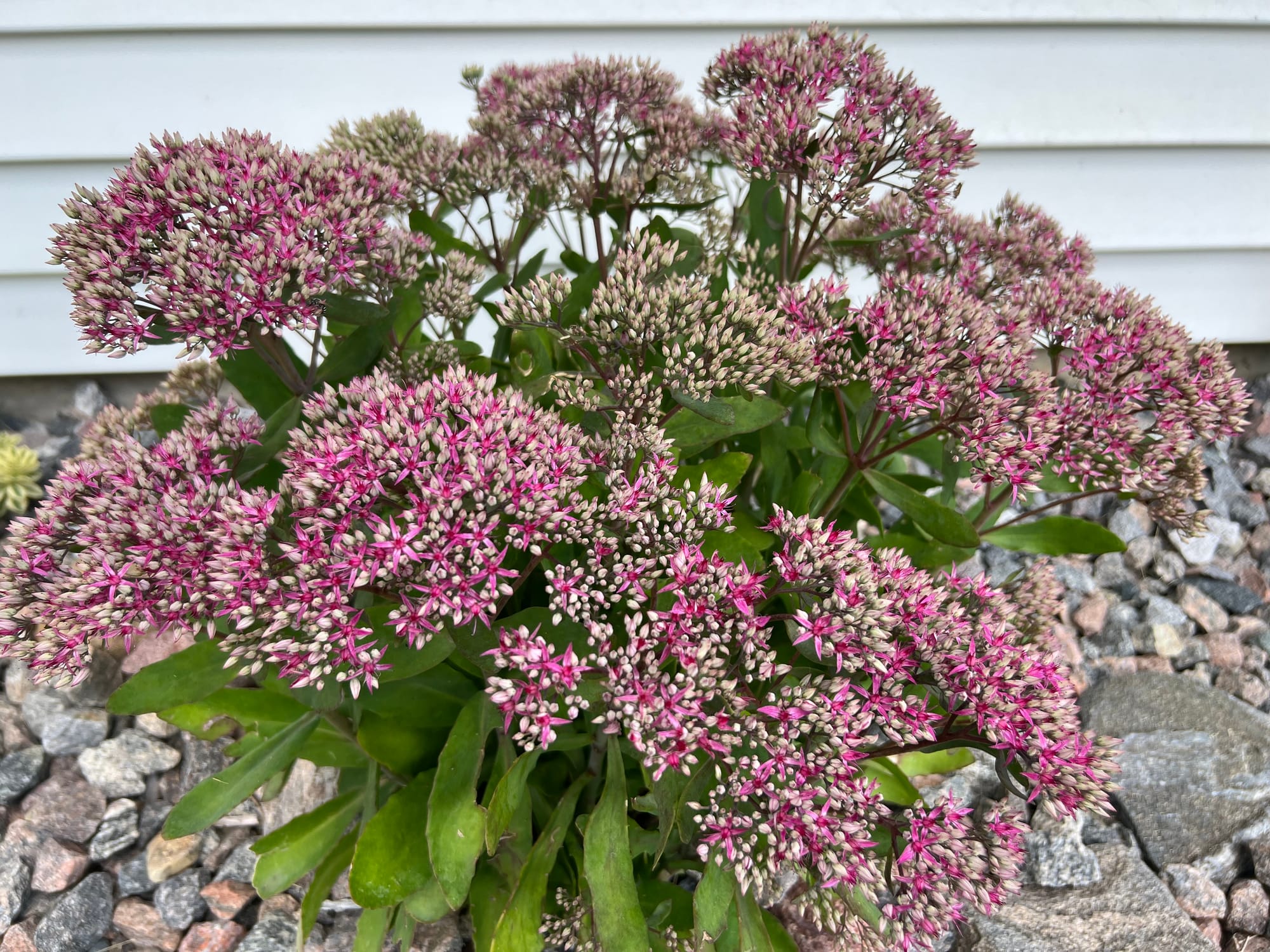 Upright Sedum (Stonecrop) | My Collection