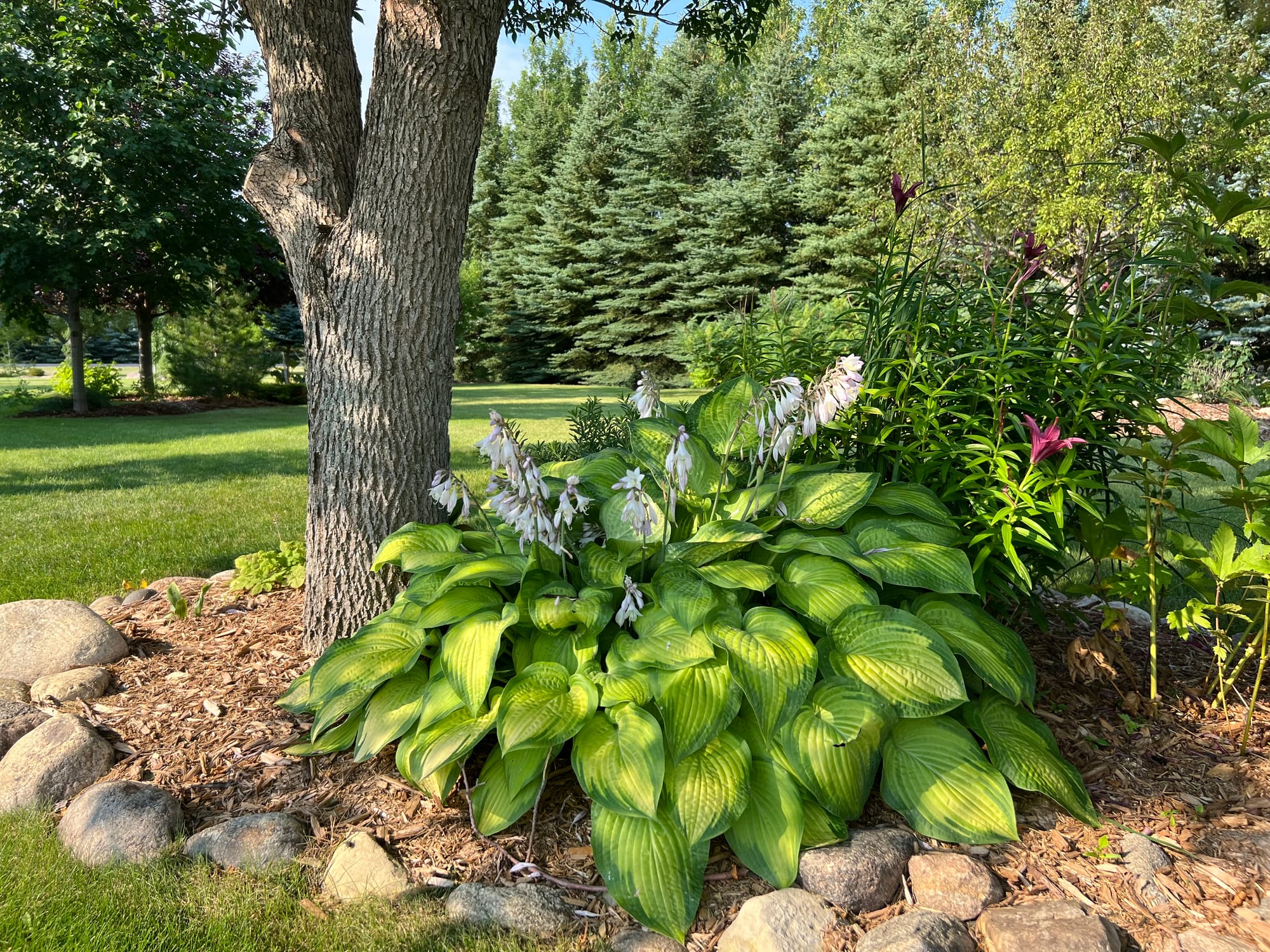 Gold Standard Hosta