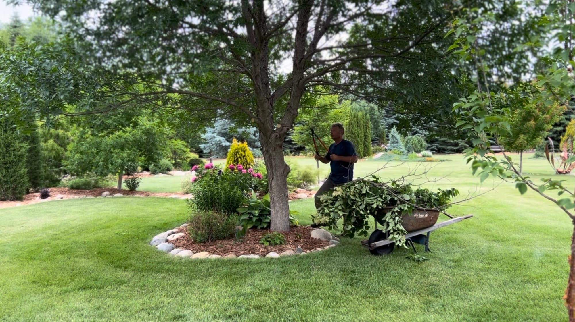 Pruning Up Lower Branches On Trees