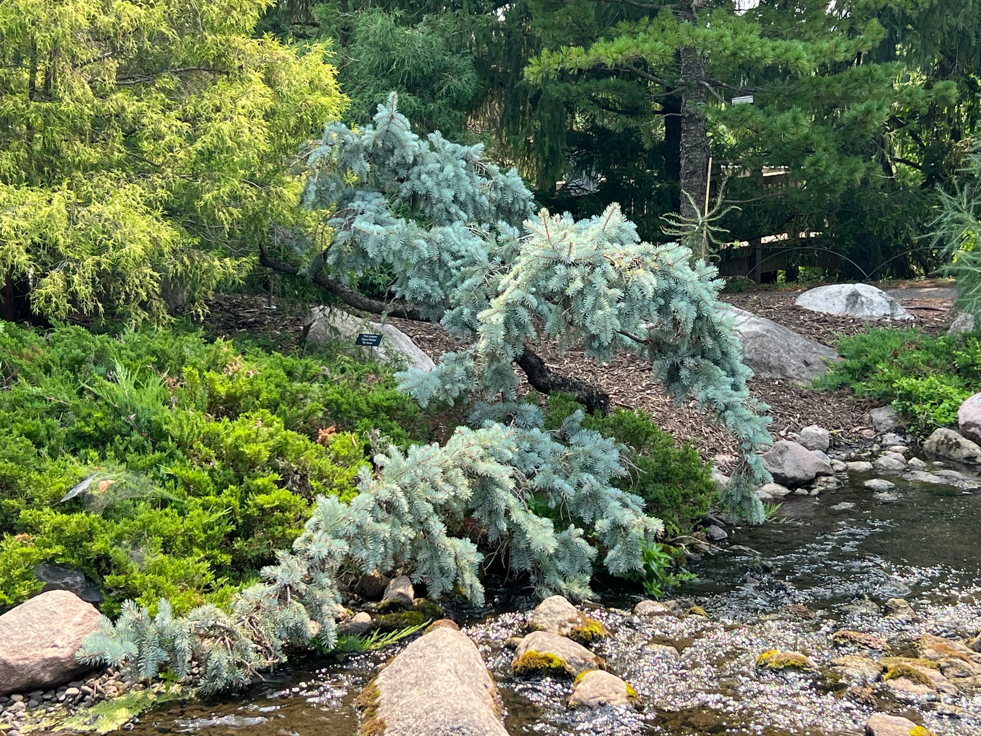 Weeping Blue Spruce - Picea pungens 'Glauca Pendula'