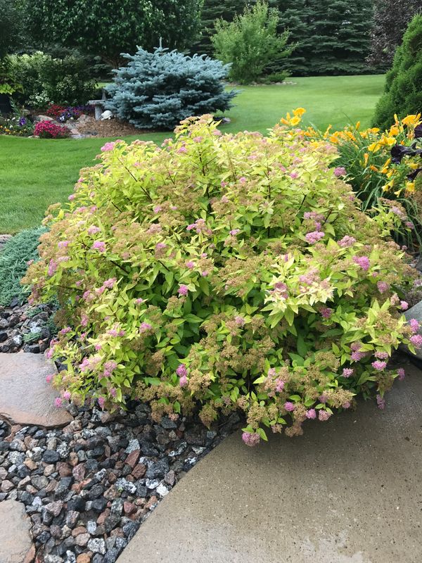 Gold Mound Spirea - Spiraea japonica 'Gold Mound'