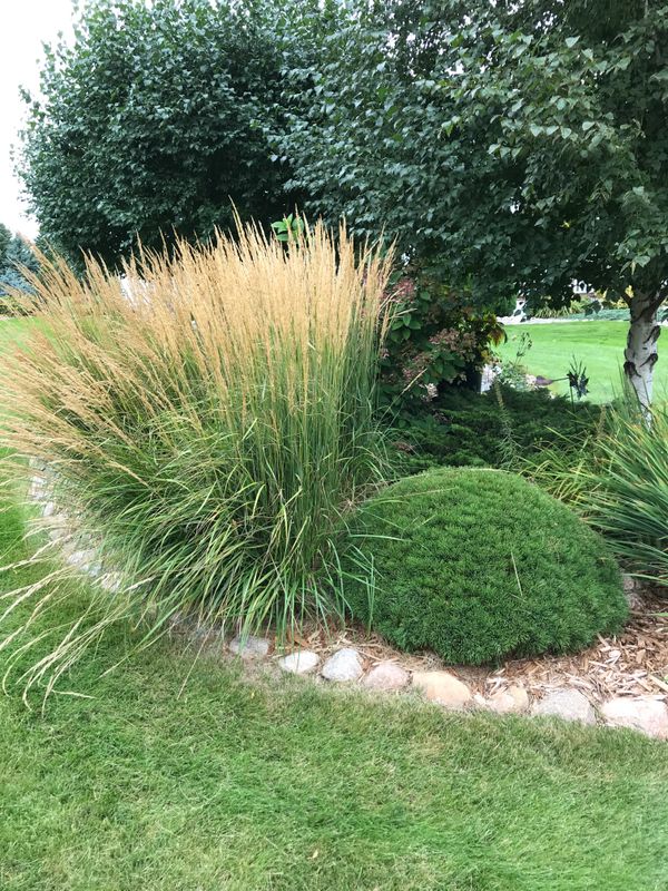 Cutting Back Karl Foerster Grass