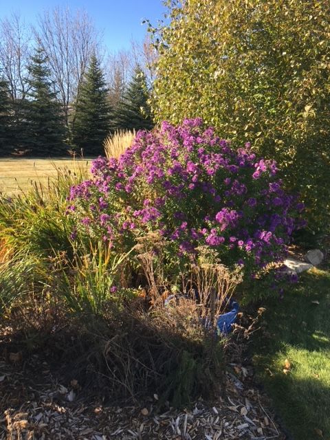 Tips On Cutting Back Aster Herbaceous Perennials