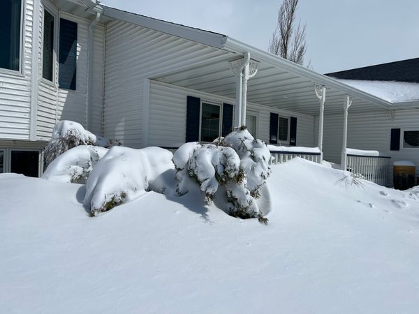 Heavy snow on Arborvitae