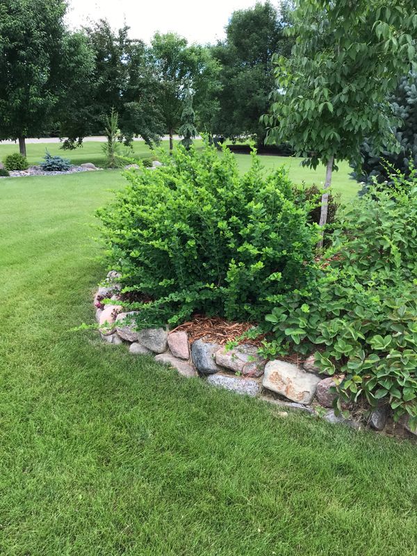 Emerald Carousel Barberry Rejuvenation Pruning