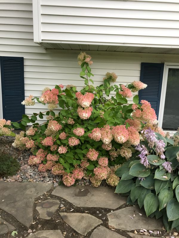 Pruning Bobo and Little Lamb Hydrangea: The Perfect Compact Panicle Varieties