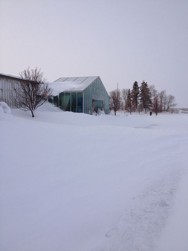 A Plant Perfect Blizzard