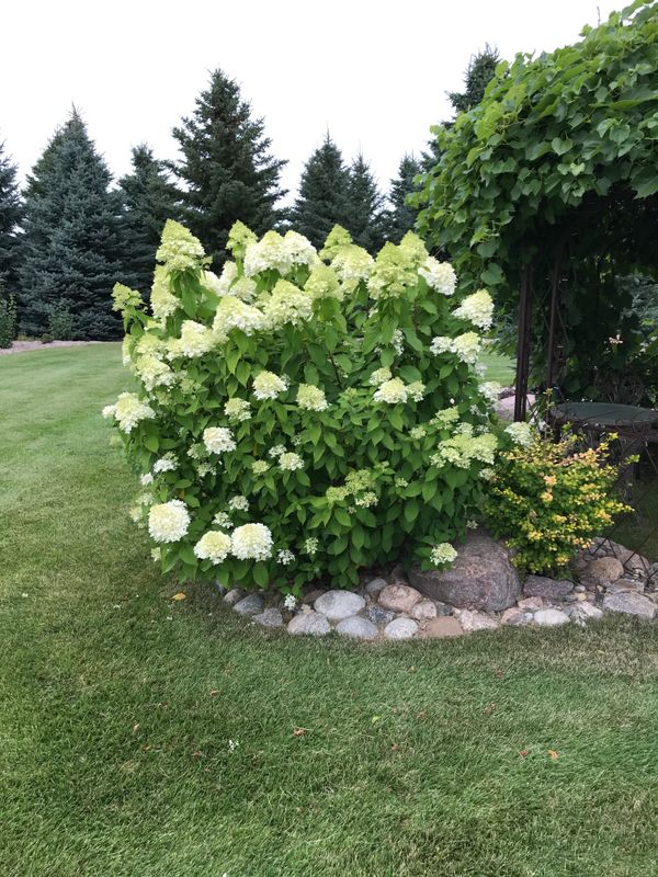 Spring Pruning on Limelight Hydrangea