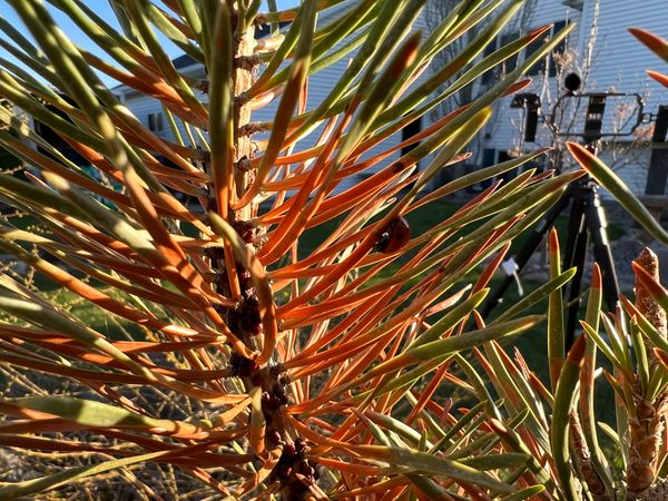 Pine Tortoise Scale: Soft Scale Insect on Jack Pine, Scotch Pine and Mugo Pine