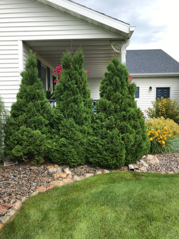 A Peek At My Arborvitae Collection: Bright Yellow, Deep Green, Globes & Pyramids