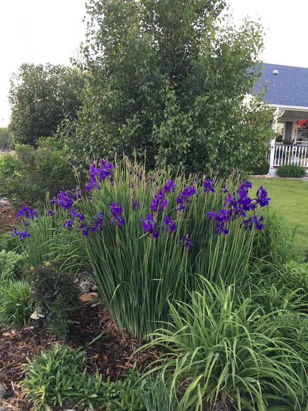 Siberian Iris Spring Clean-up