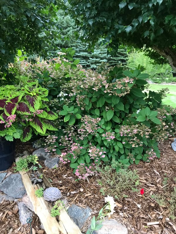 Hardy Hydrangeas: Beautiful White Panicle Flowers that Fade to Pink and Smooth Talking Annabelle