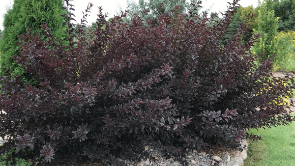 Ninebark: Beautiful Leaf Colors as a Result of Spring Pruning