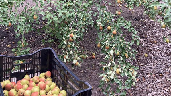 Pear Harvest