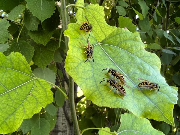 "The Aphid Effect" - How These Tiny Creatures Help Pollinators Thrive