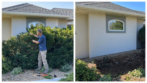 Removing An Overgrown Evergreen Shrub (Yew). Is Pruning It Back An Option?