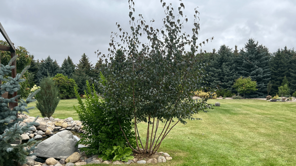 Early Fall Pruning - Lower Branch Removal