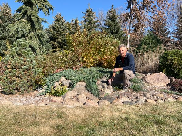 How to Prune Spreading Junipers to Accent Your Landscape, Not Cover It Up