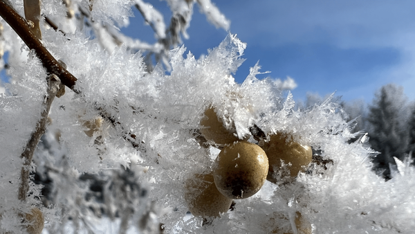 Winter Wonderland! A Glimpse of the Magic of Hoar Frost