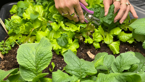 Harvesting Salad Greens In The Winter