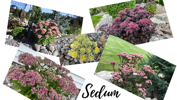 Sedum