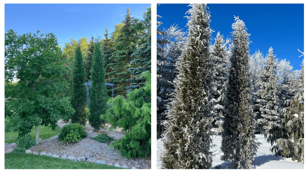 Taylor Juniper, Juniperus virginiana 'Taylor'