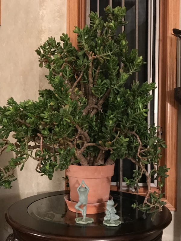 Jade Plant, Crassula ovata