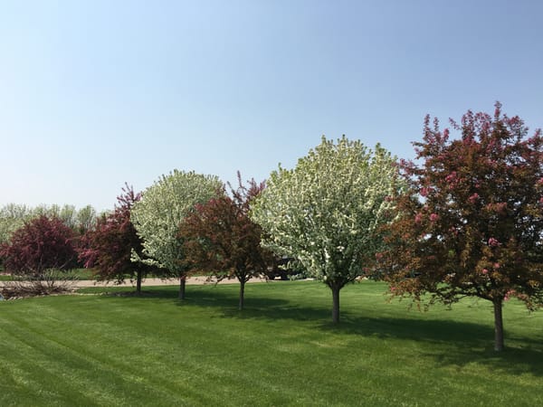 Spring Snow and Red Splendor Crabapple